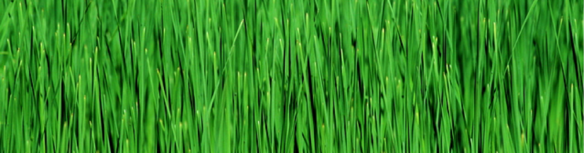 Protected: 50% off Fall and Spring-Summer Ecological Grass Treatment!