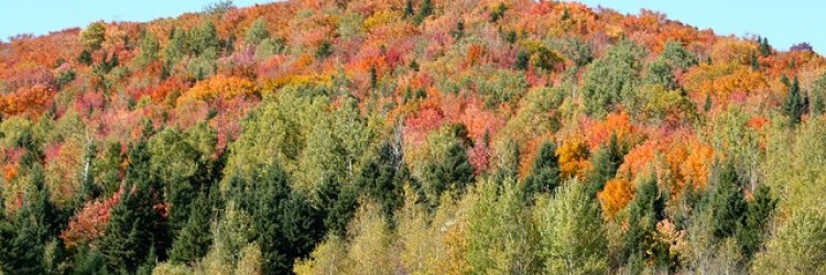 Protégé : Envoyez-nous une photo de l’automne