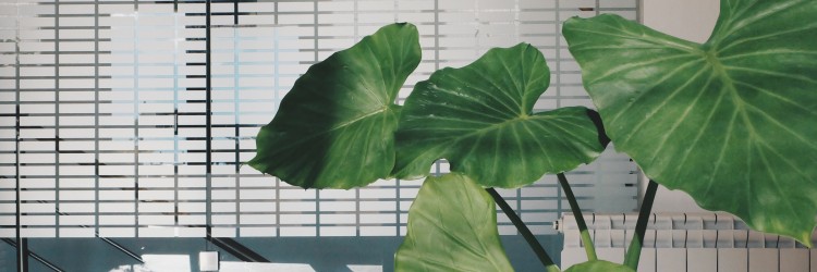 Indoor Plants and Air Quality