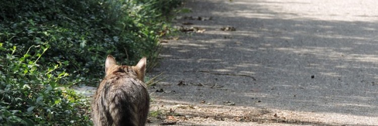 Protégé : Visitez un refuge pour animaux