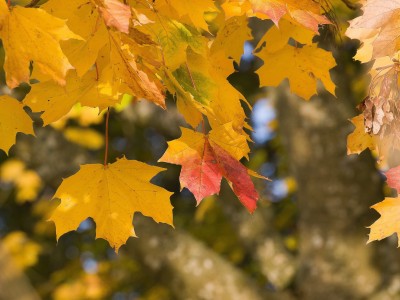 Racler les feuilles en famille