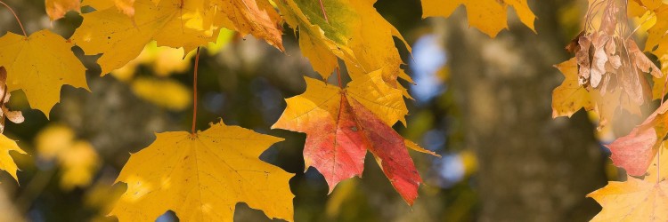 Racler les feuilles en famille