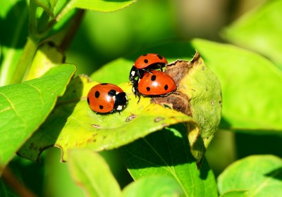 Recette de chasse-moustiques