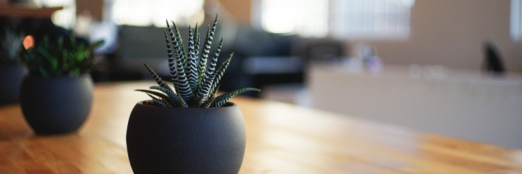 Plantes d’intérieur et stress