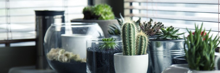 Entretenir ses plantes d’intérieur