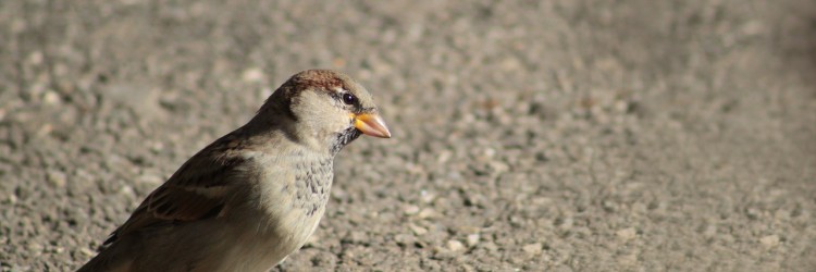 Observer les animaux à l’extérieur