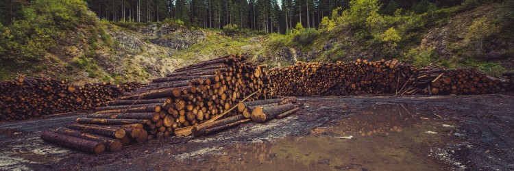 Déforestation dans le monde