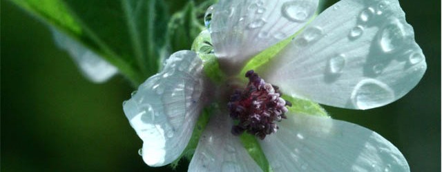 Reconnaître les plantes