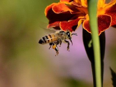 Des abeilles urbaines