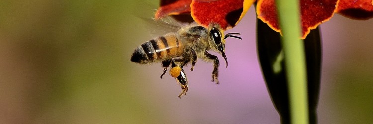 Des abeilles urbaines