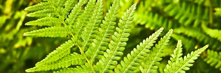 Se renseigner sur les plantes indigènes