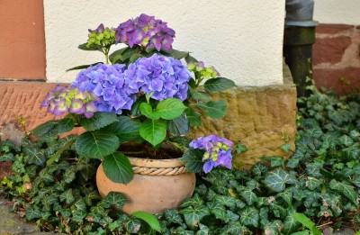 Des fleurs pour ma maman!