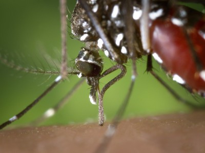 Plantes et piqûres d’insectes