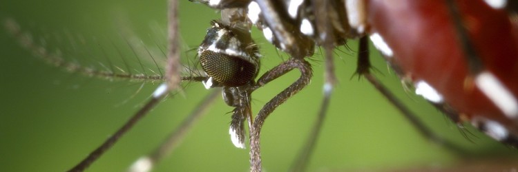 Plantes et piqûres d’insectes