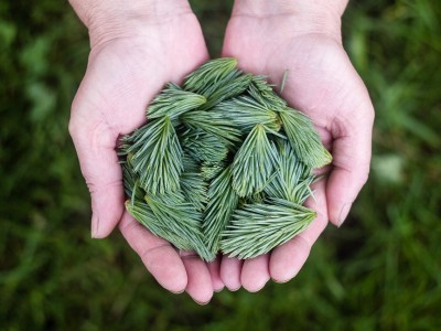 Dire des mots gentils à ses plantes