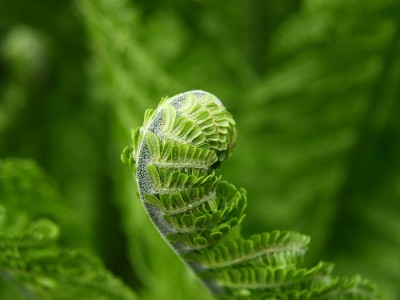 Les plantes médicinales