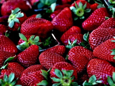 Manger des fraises du Québec