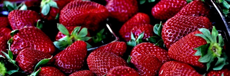 Manger des fraises du Québec