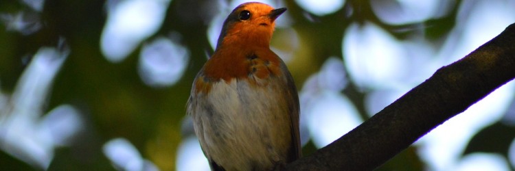 Reconnaître les oiseaux