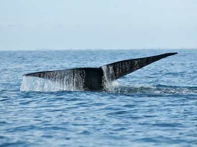 Les baleines et le Saint-Laurent