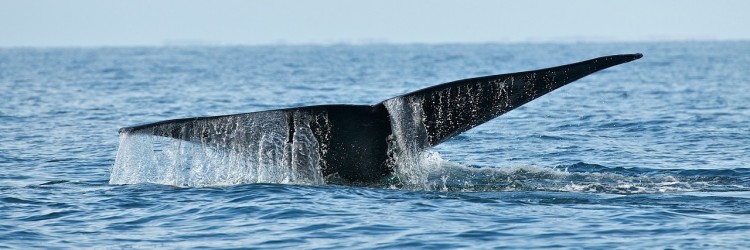 Les baleines et le Saint-Laurent