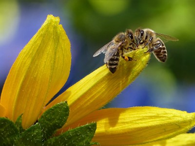 S'informer sur l'apiculture urbaine