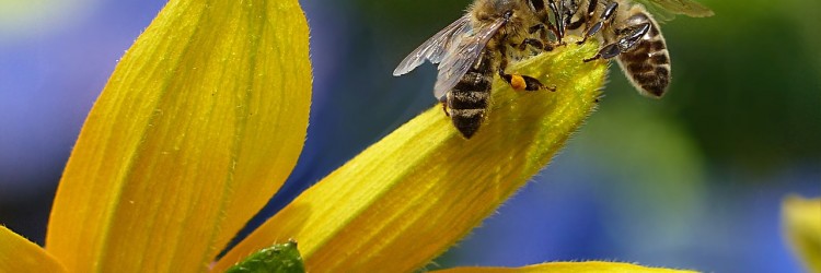 S’informer sur l’apiculture urbaine