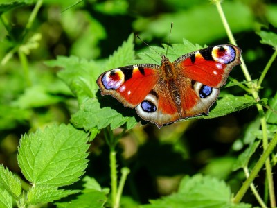 Se renseigner sur la permaculture