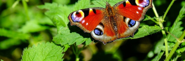 Se renseigner sur la permaculture