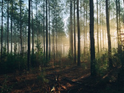 Découvrir les forêts urbaines