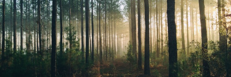 Découvrir les forêts urbaines