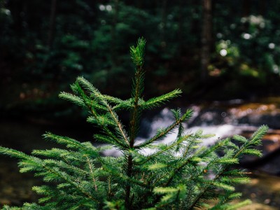 Les forêts au Québec