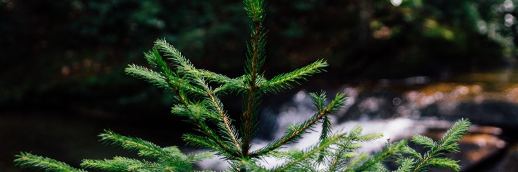 Les forêts au Québec