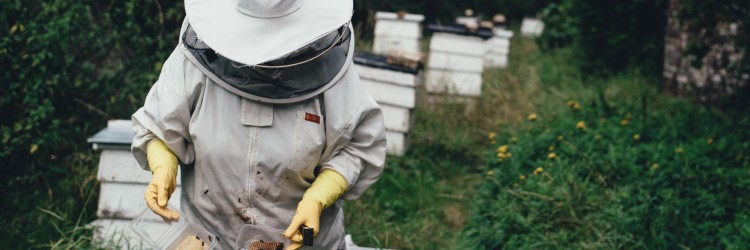 L’apiculture urbaine