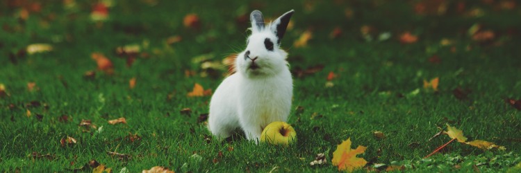 Connaître la certification cruelty-free