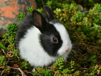 Maquillage et animaux