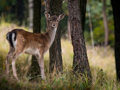 Prendre une marche en forêt