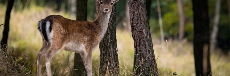 Prendre une marche en forêt