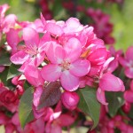 La beauté du printemps par la photo...