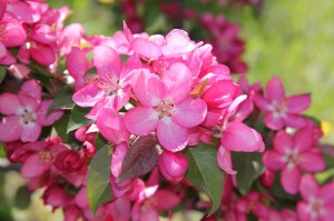 La beauté du printemps par la photo…