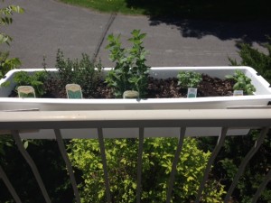 Mon jardin et mon bac à fines herbes