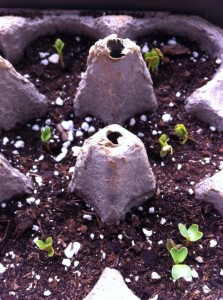 Notre premier jardin sur le balcon