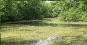 Parc-nature Bois-de-Liesse