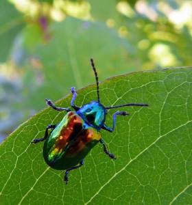 Distinguer insectes nuisibles et insectes utiles