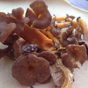 Chanterelles!