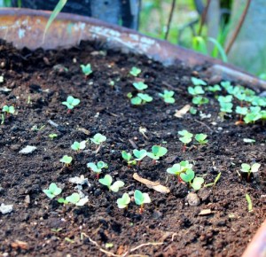 Des tomates en pot pour réduire les pesticides l’hiver