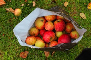 La cueillette des pommes