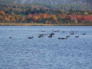 Les oiseaux migrateurs