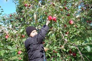 Aux pommes et aux citrouilles