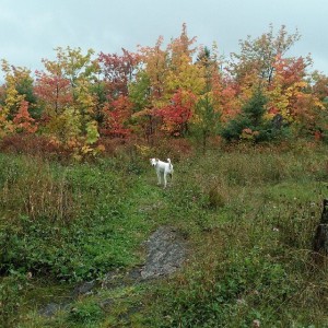 Magnifique l’automne